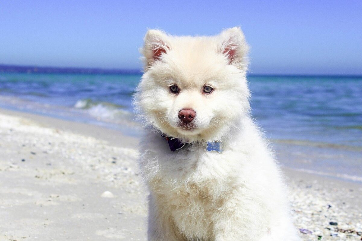 cane bianco in spiaggia