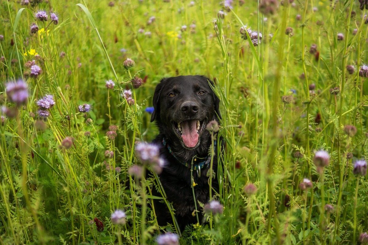 labrador tra i fiori