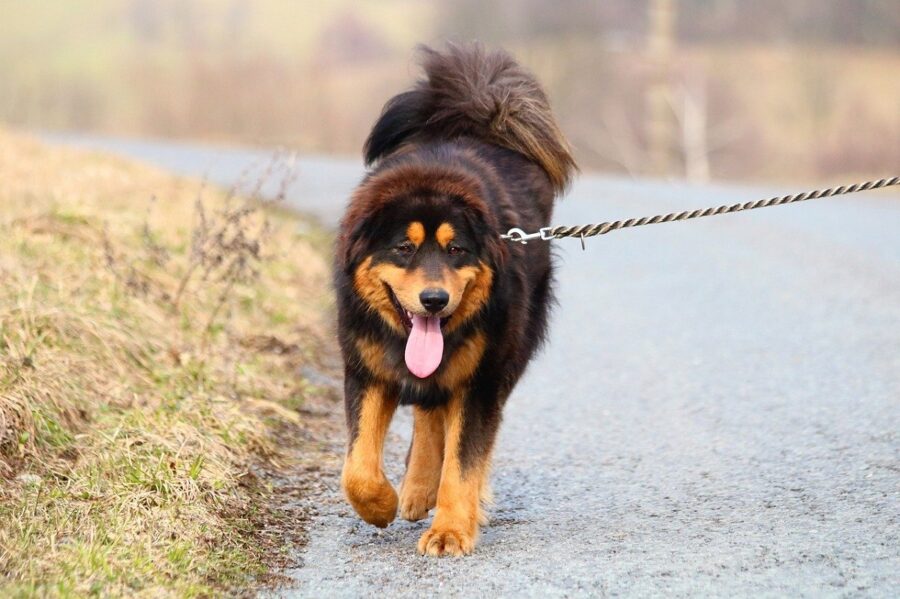 cane strada passeggio