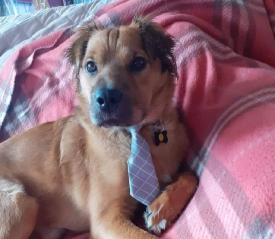 cane indossa una simpatica cravatta