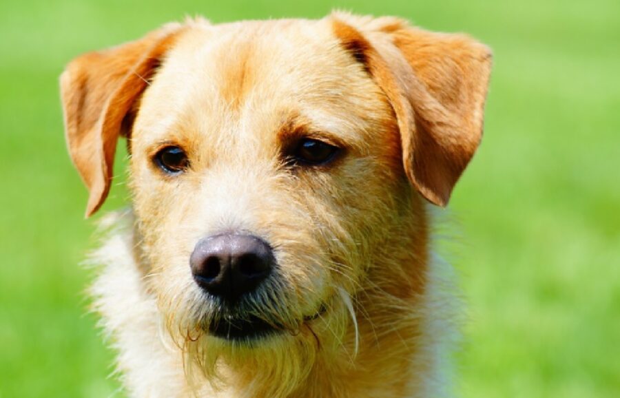 cane pelo chiaro erba