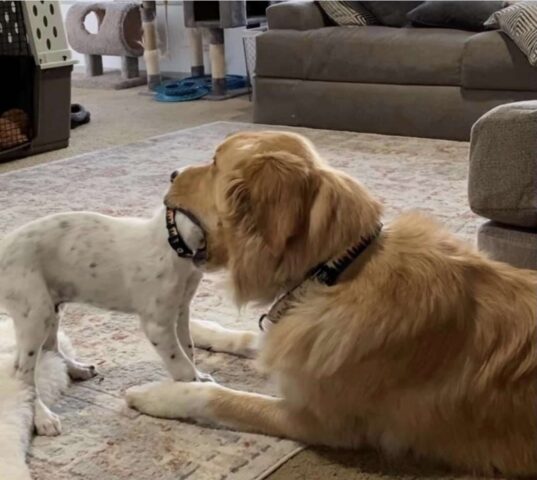 Cucciolo di Golden Retriever calma il suo fratellino minore coprendogli la testa con la bocca