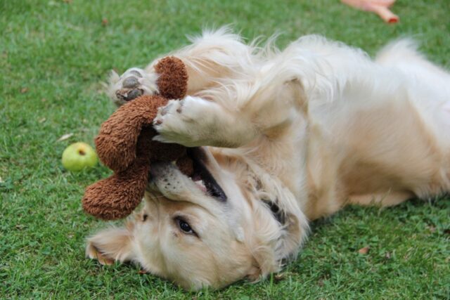 Giocattoli pericolosi per il cane: i 4 da evitare assolutamente