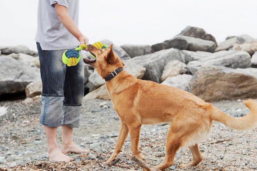 cane che gioca con un gioco