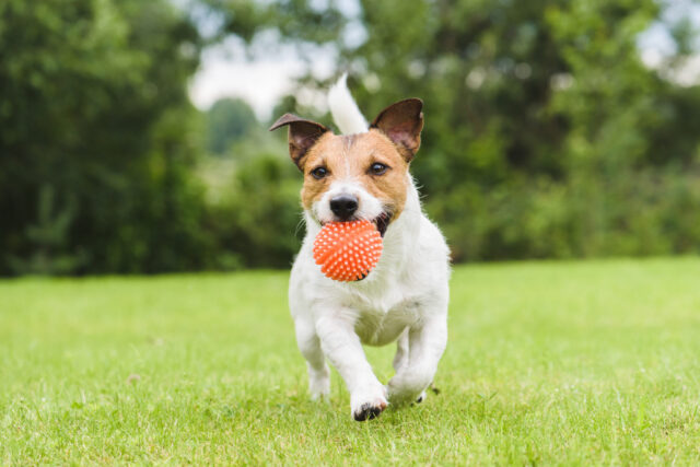 5 giochi per i denti del cane che renderanno il suo sorriso smagliante