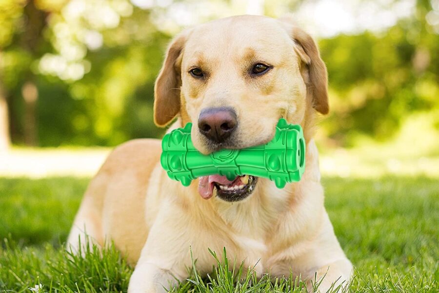 cane con osso sonoro in bocca