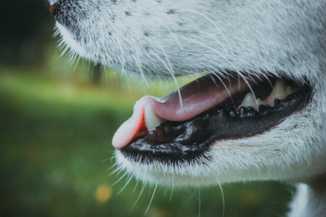 Igiene orale del cucciolo di cane: tutti i passi per una bocca sana