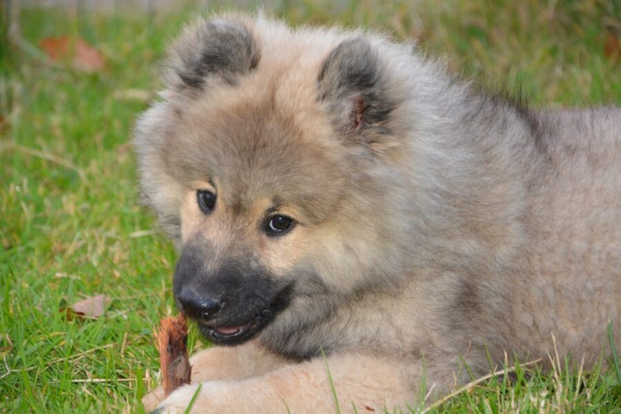 cane che mangia un bastoncino