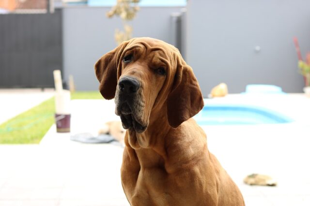 Insegnare al cane a sedersi in soli 4 semplici passaggi