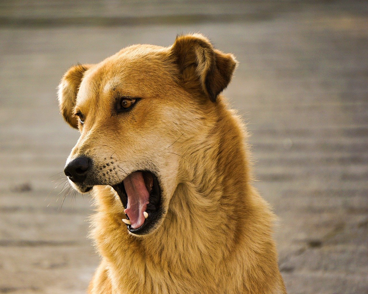cane spalanca la bocca