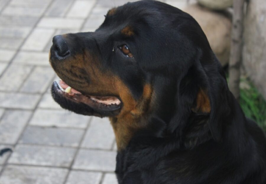 cucciolo rottweiler lasciato strada