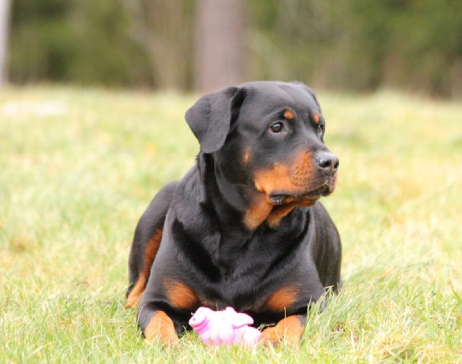 cane rottweiler passeggiata prato