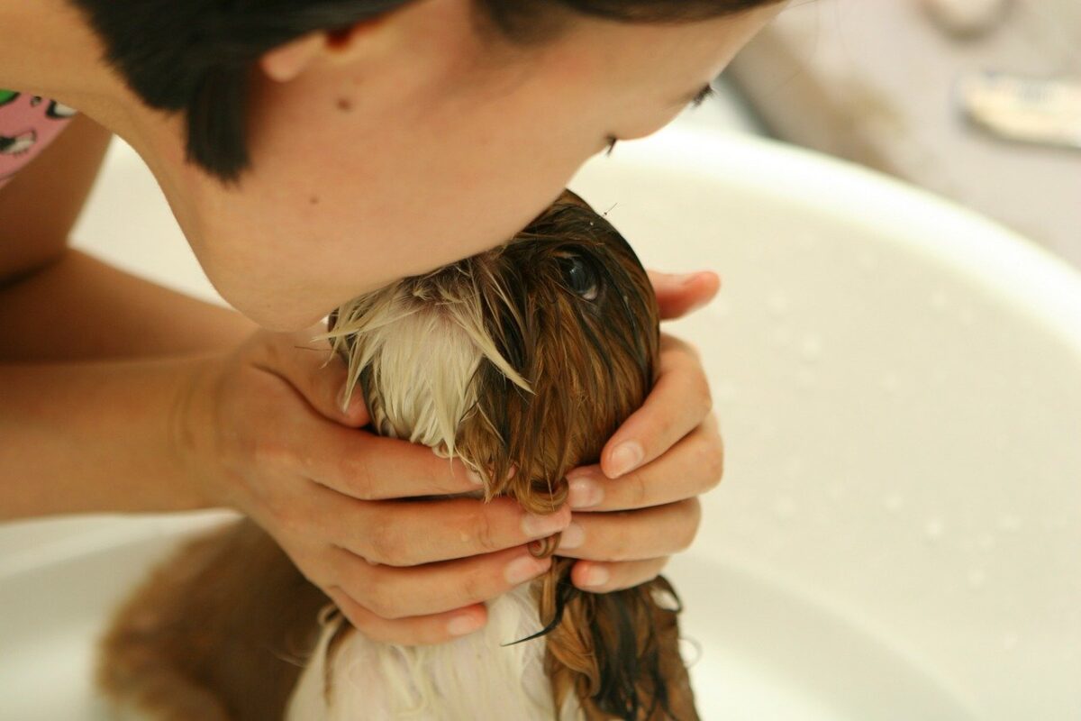 cane fa il bagnetto