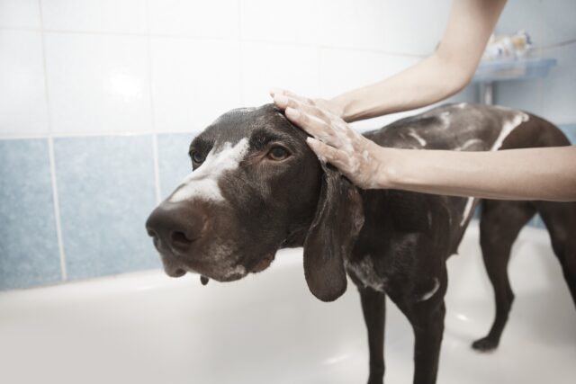 cane fa il bagnetto