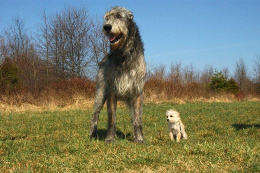 cane gigante accanto a un cane piccolo