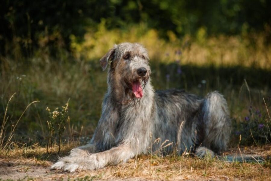 cane di taglia gigante