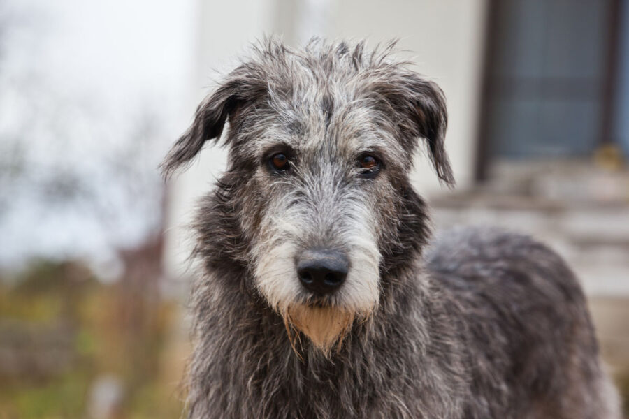 cane con il pelo grigio