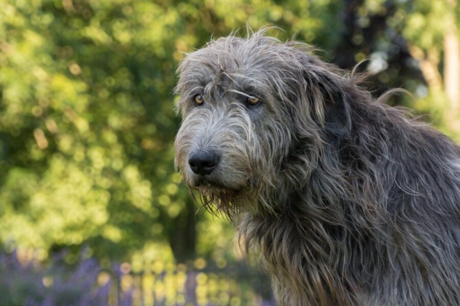 cane con il pelo ruvido