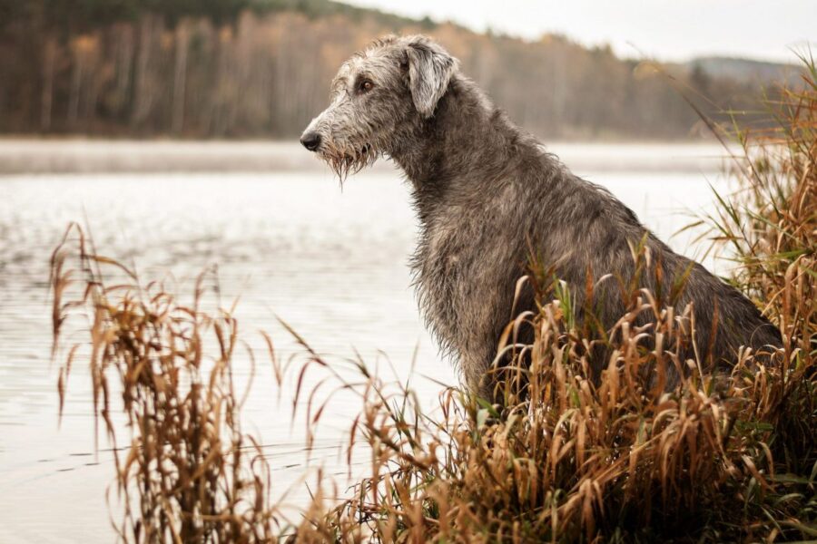 cane in riva al fiume