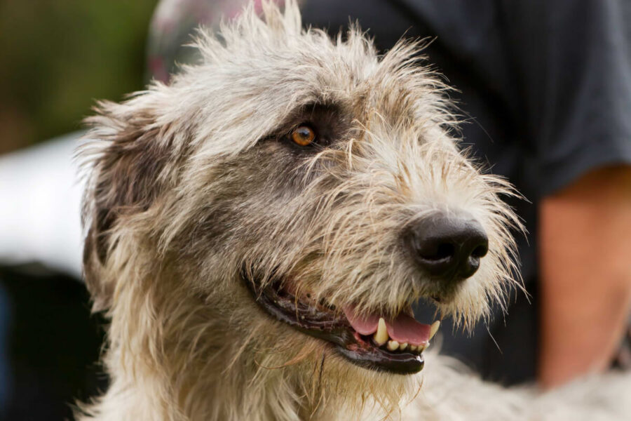 cane con il tartufo nero