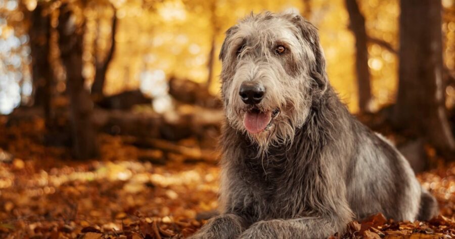 Levriero Irlandese: carattere, cure, curiosità e consigli su questa razza di cane