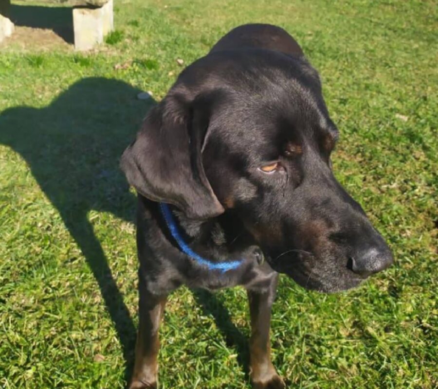 cane labrador occhi rossi