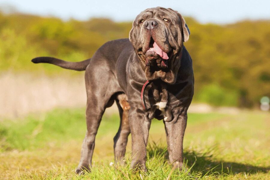 mastino napoletano