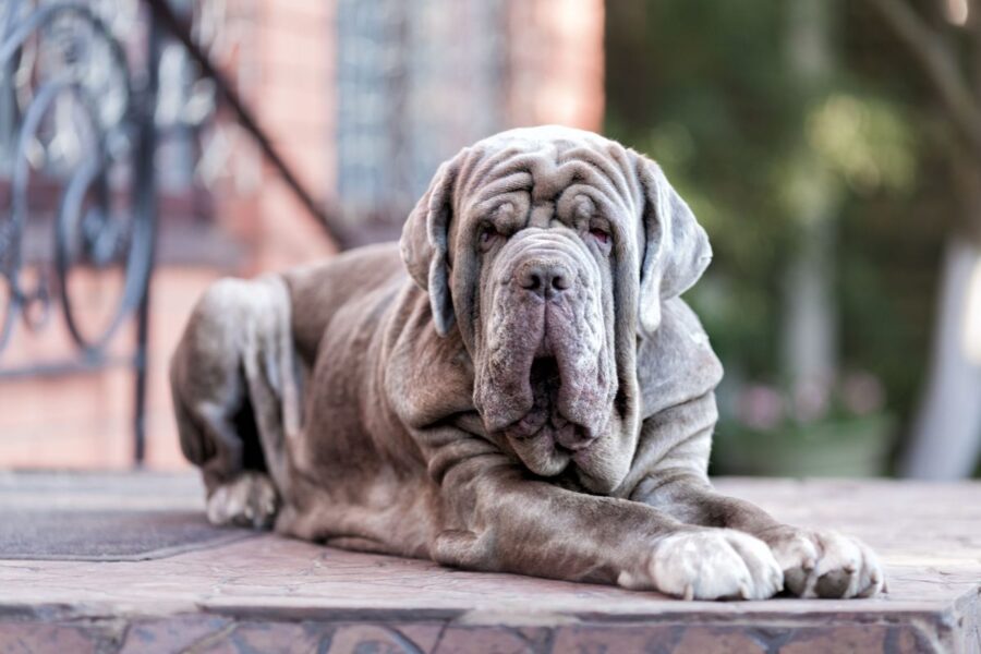 mastino napoletano