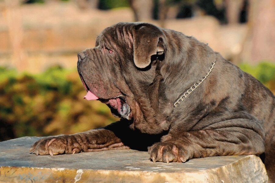 mastino napoletano