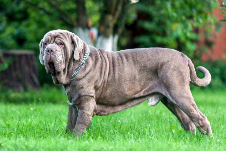 mastino napoletano