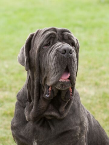 Mastino Napoletano, dal carattere alle cure: tutto ciò che c’è da sapere su questa razza