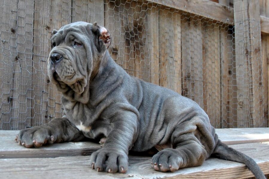 cucciolo di mastino napoletano