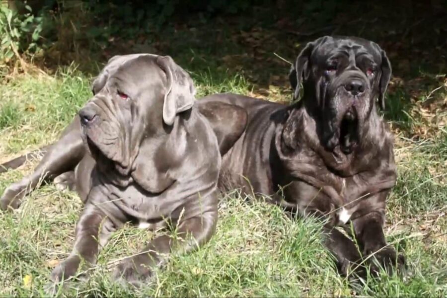 due cani mastino napoletano