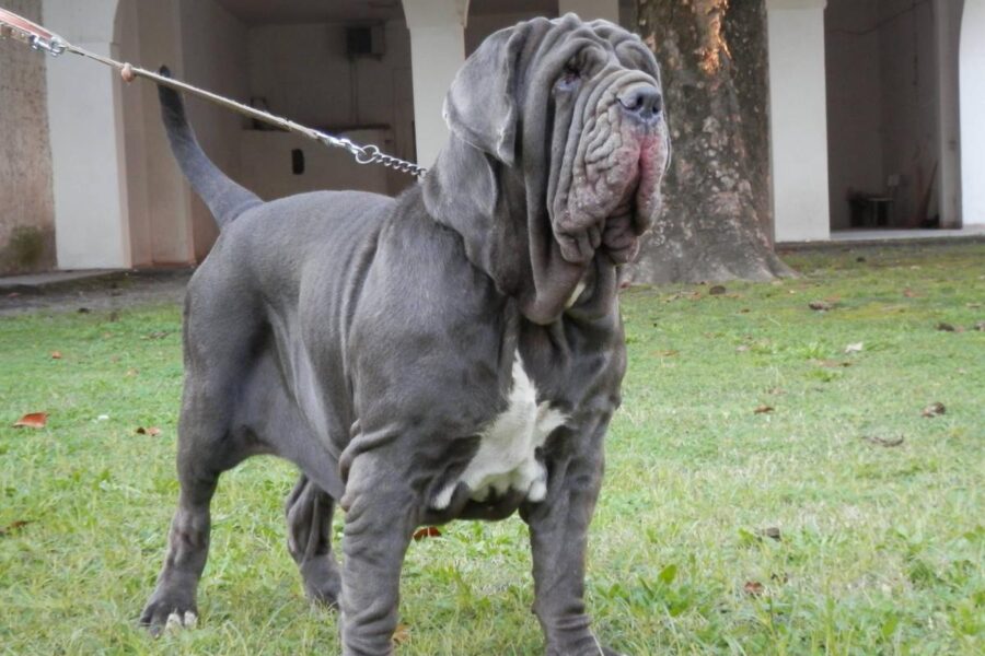 mastino napoletano