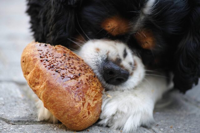 cane mangia pane