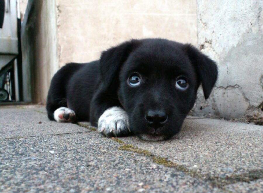 cagnolino nero vicino muro bianco