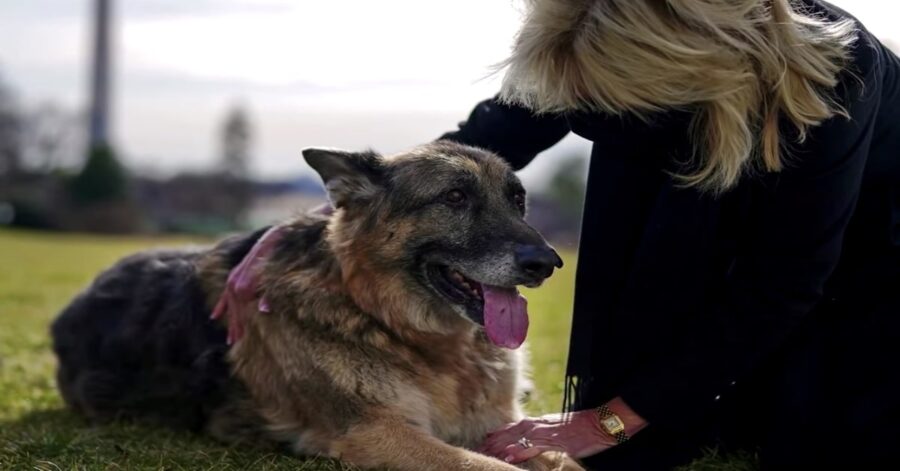 First Lady con il cane del presidente Biden