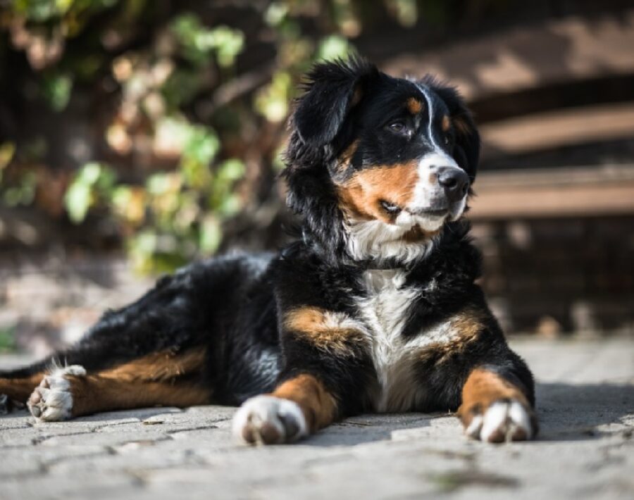 cane steso per terra si è perso