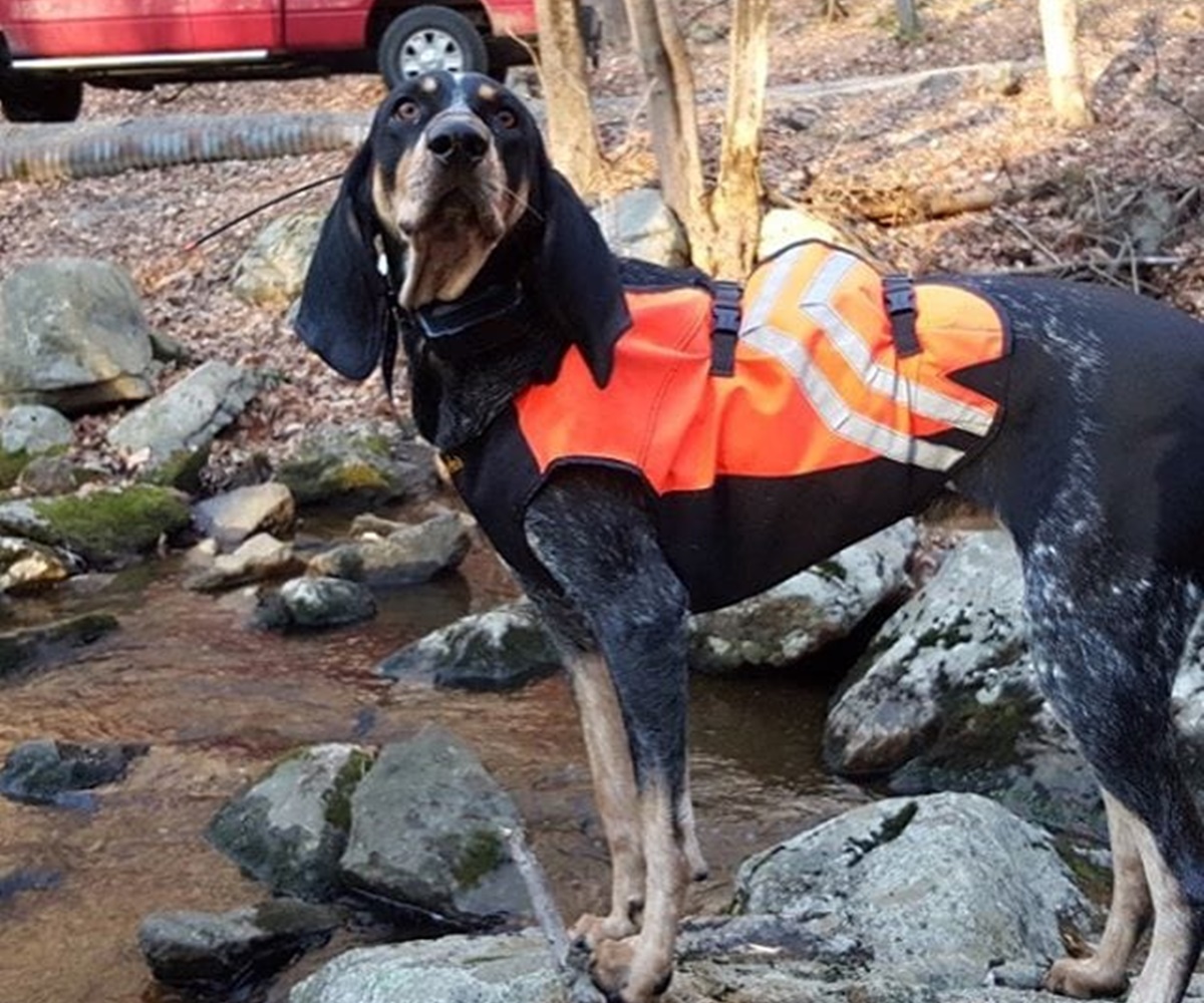 cane acqua