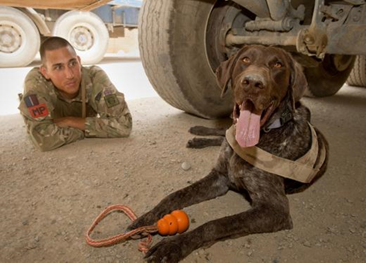 cane militare