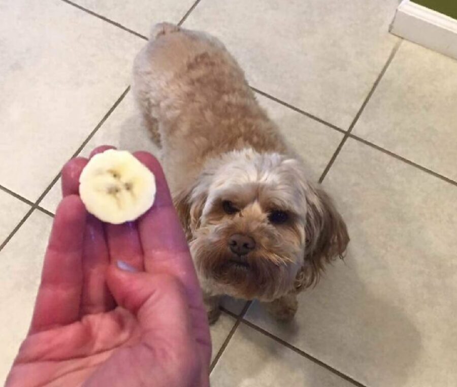 cane faccia sulla banana