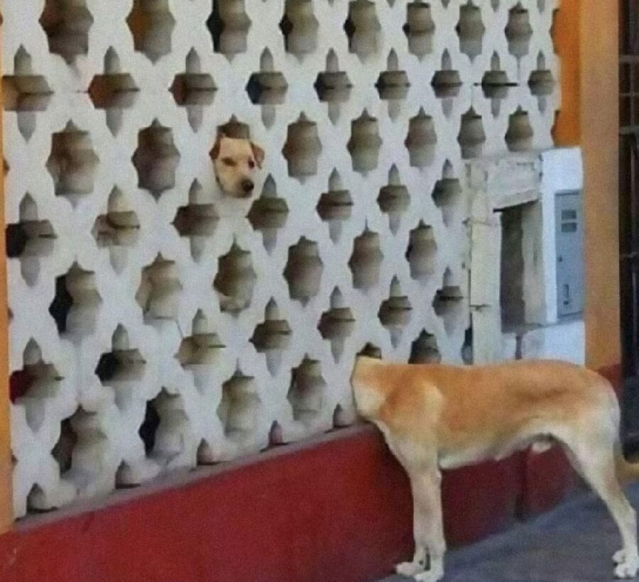 cane mette faccia dentro buco