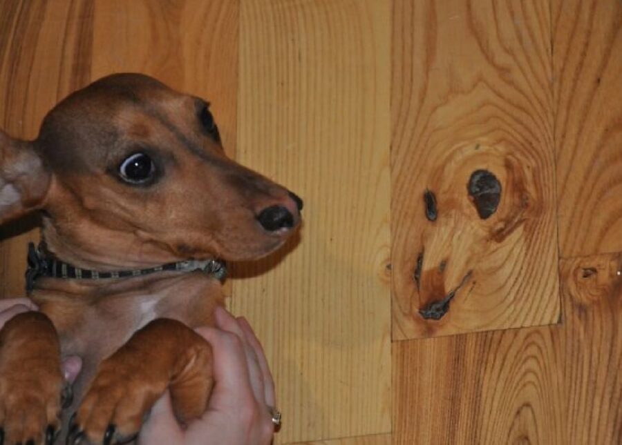 cagnolino faccia sul legno