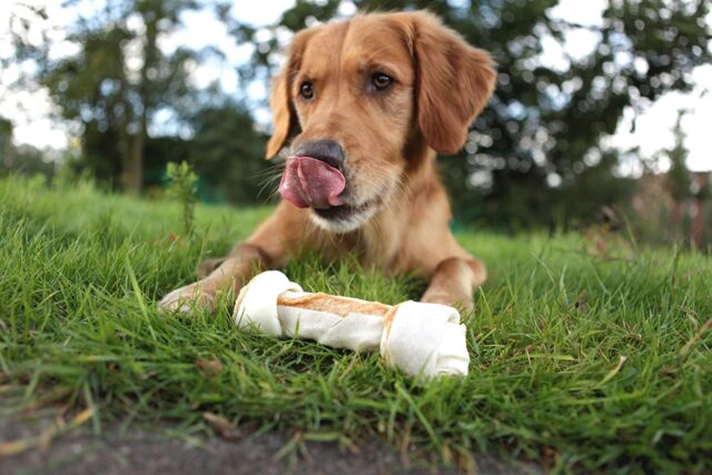 Come scegliere le migliori ossa da masticare per il cane?