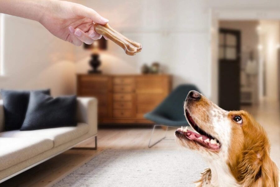 cane aspetta di mangiare osso