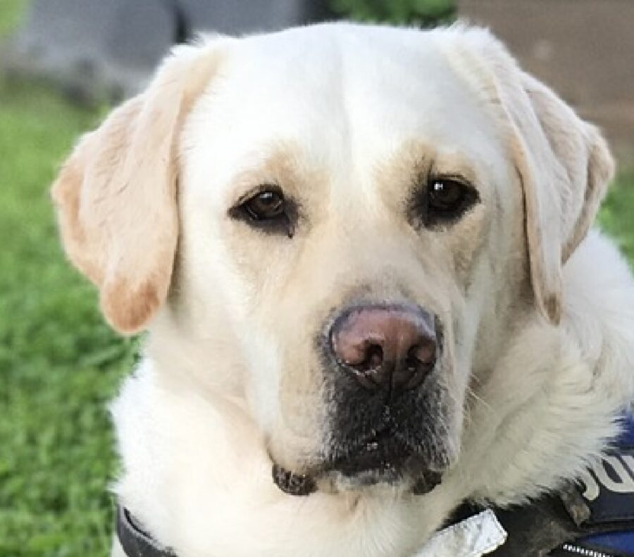 cane labrador primo piano