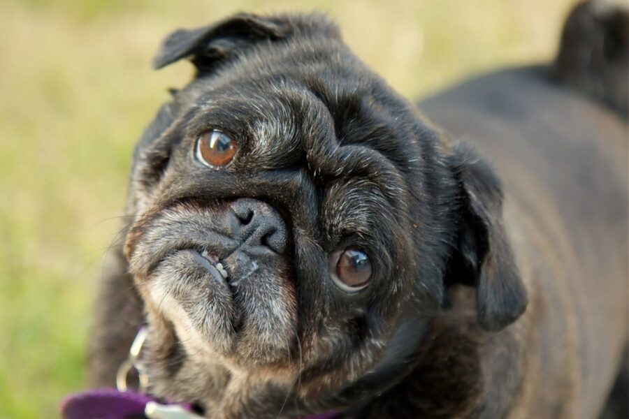 cucciolo carlino peloso