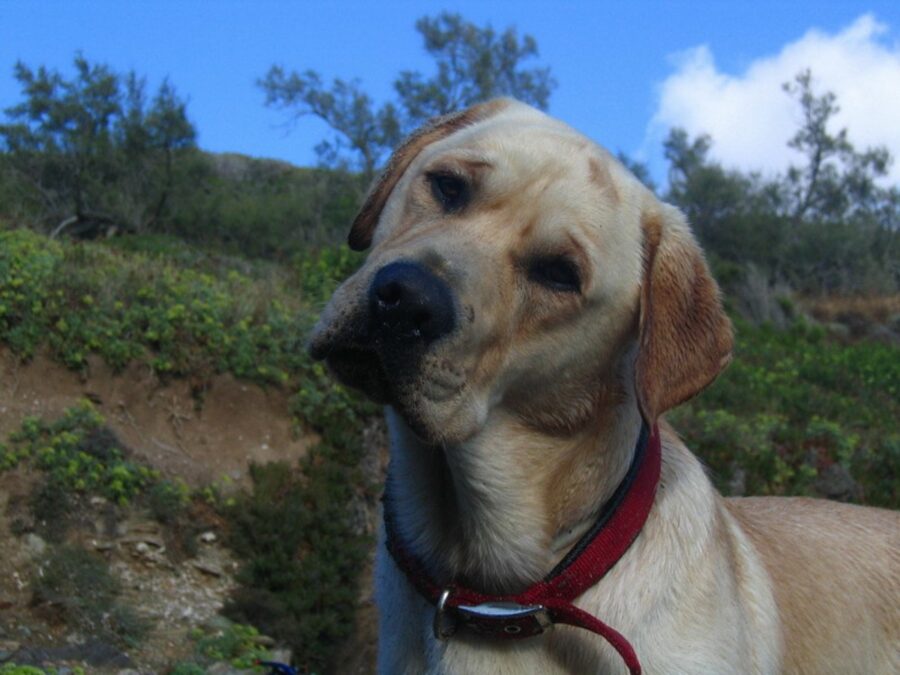 cane natura sguardo