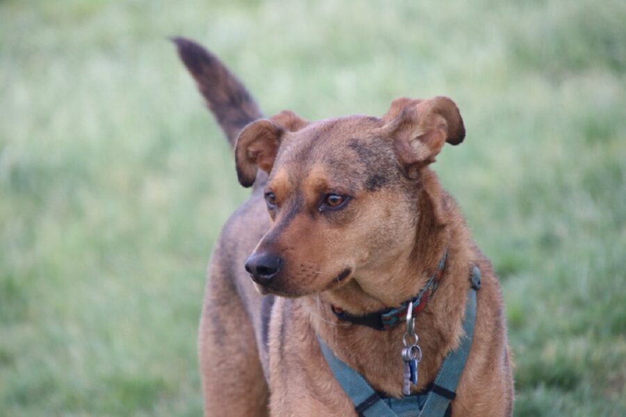 cane cucciolo coda