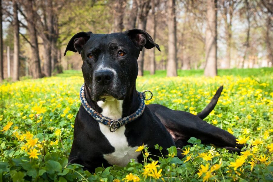 cane nero in mezzo ai fiori